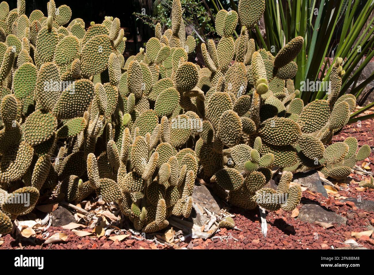 Sydney Australia, grumo di opuntia rufida cactus con nuova crescita in giardino roccioso Foto Stock