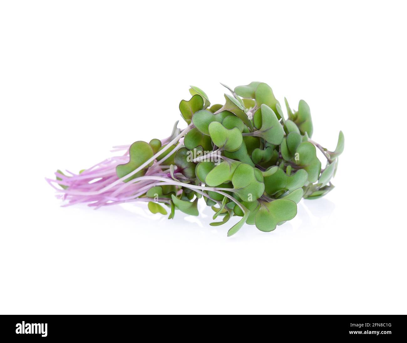 kale germogliato su sfondo bianco Foto Stock