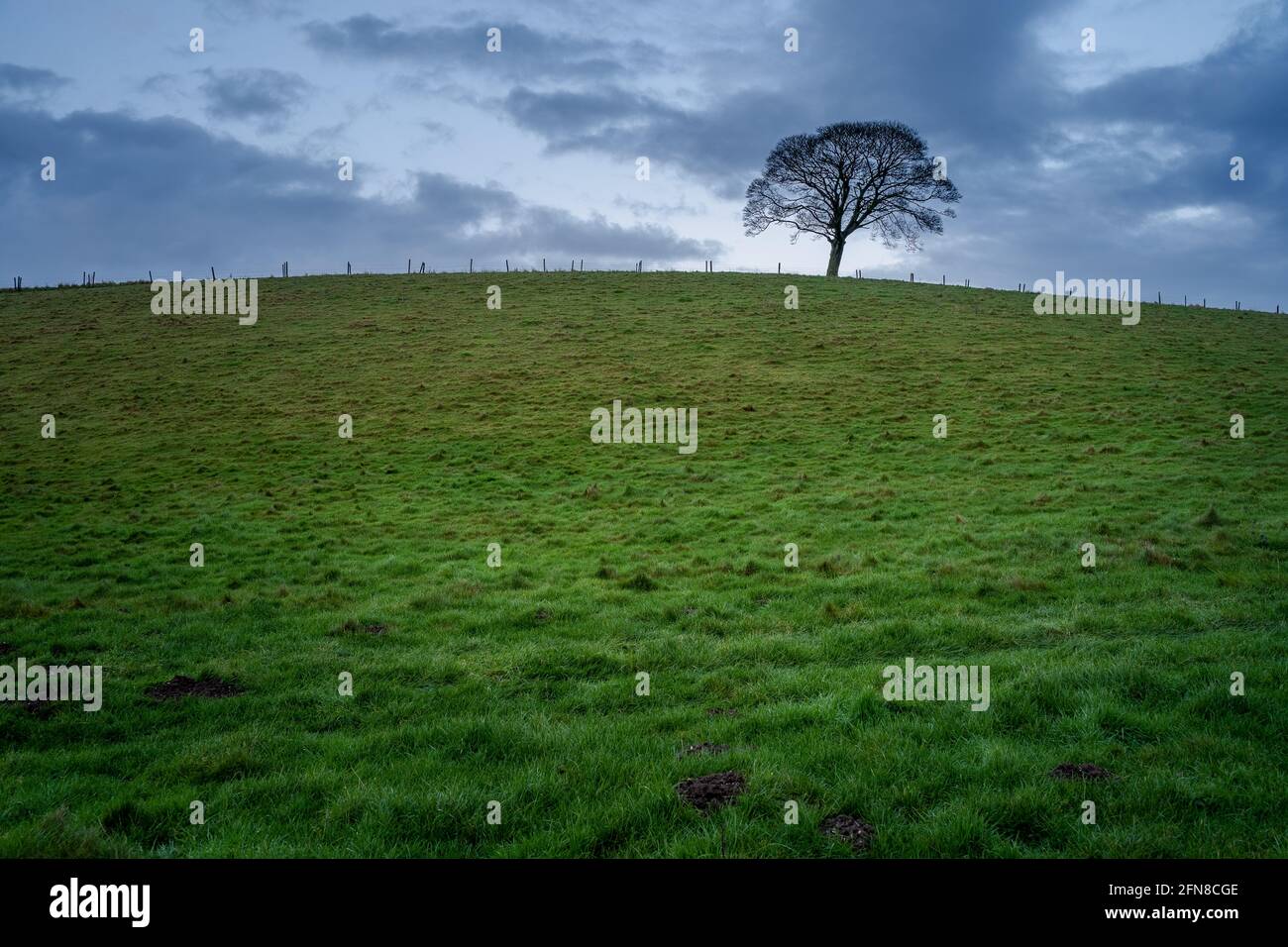 Albero solitario su campo di erba Foto Stock