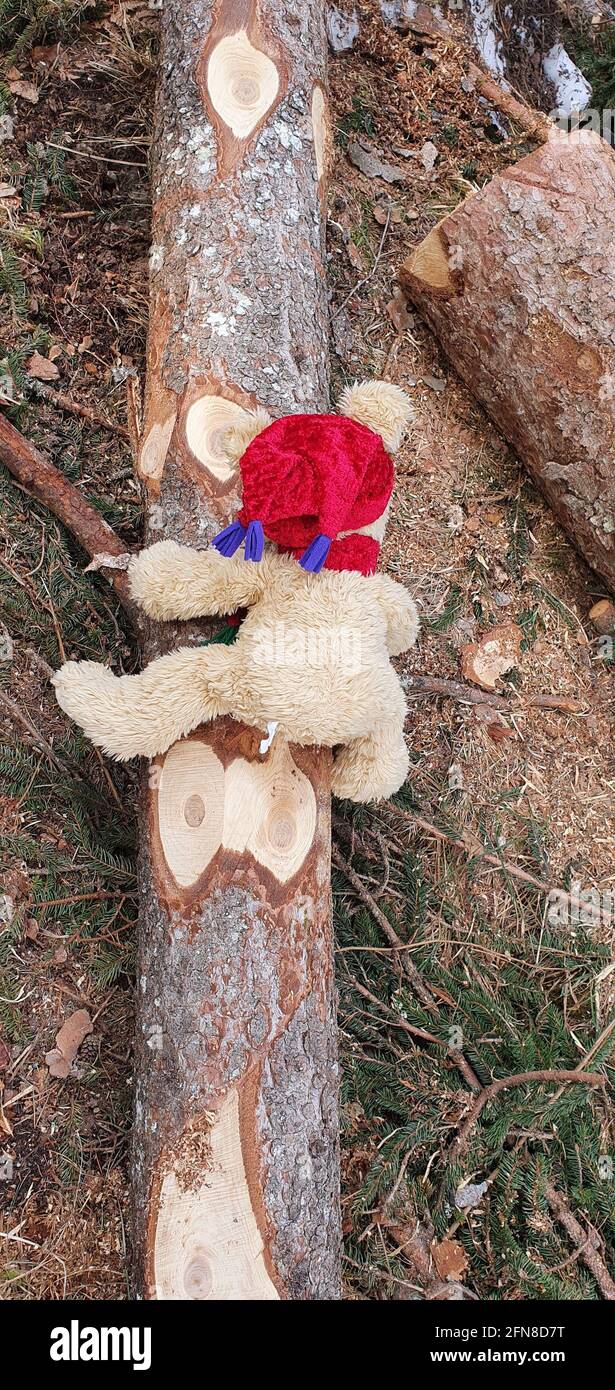 l'orsacchiotto abbraccia amorevolmente il tronco tagliato dall'uomo Foto Stock