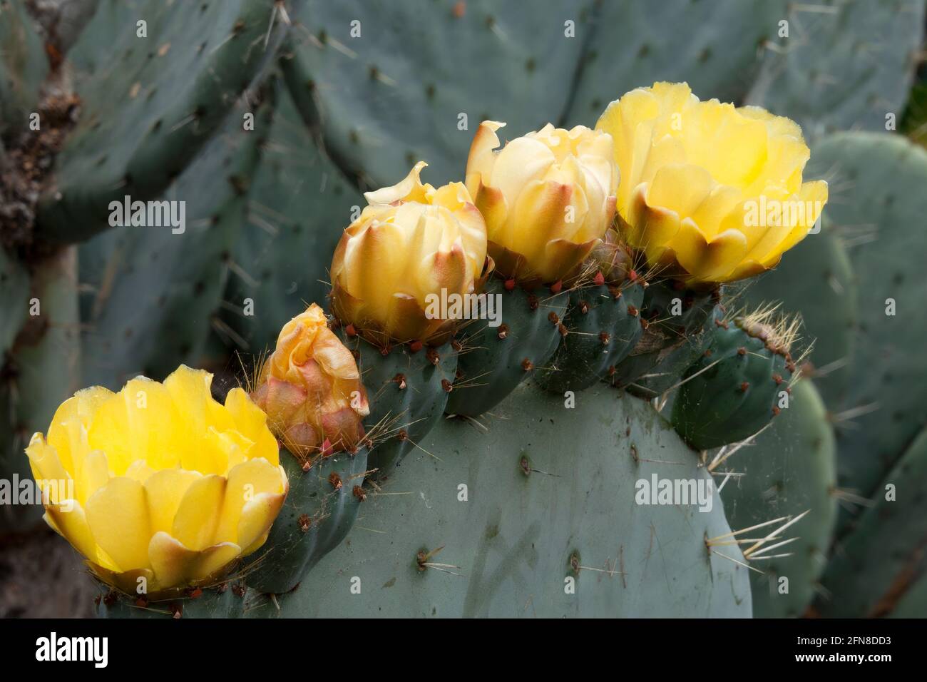 Sydney Australia, Opuntia Robusta pale di cactus con fiori di colore giallo Foto Stock