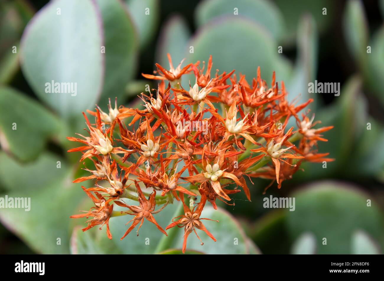 Sydney Australia, fiori secchi o morenti di una pianta succulenta Foto Stock