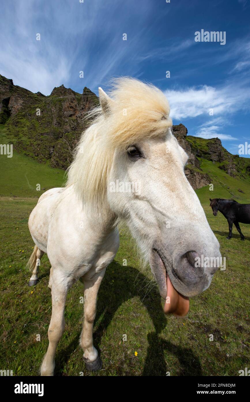 Ritratto di un cavallo islandese che guarda nella macchina fotografica vicino al fotografo Foto Stock
