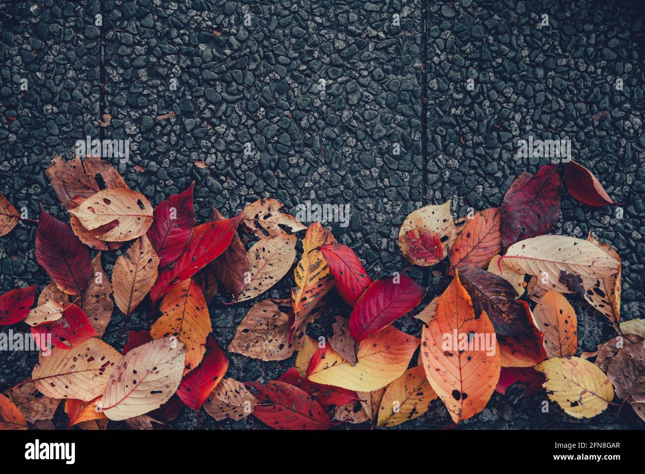 Le foglie colorate dell'autunno del Giappone cadono a terra con spazio di copia per il testo. Colori umidi tonalità chiare foglie di pianta vivide per sfondo naturale. Foto Stock