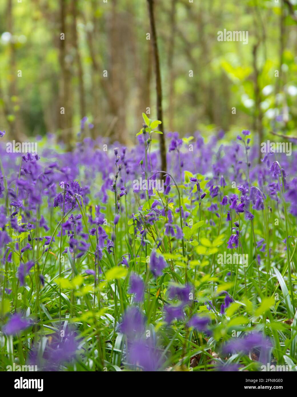Bluebells fiorente nelle midlands dell'Irlanda Foto Stock