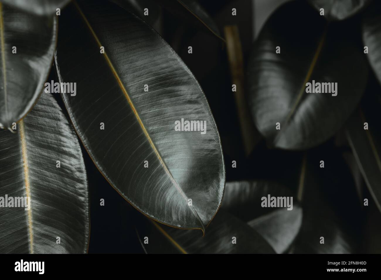 Indian Rubber Plant Ficus elastica pianta foglia per casa moderna decorazione albero natura sfondo Foto Stock