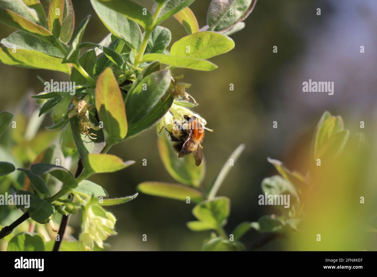 bumblebee seduto su un fiore giallo di cialde di miele Foto Stock