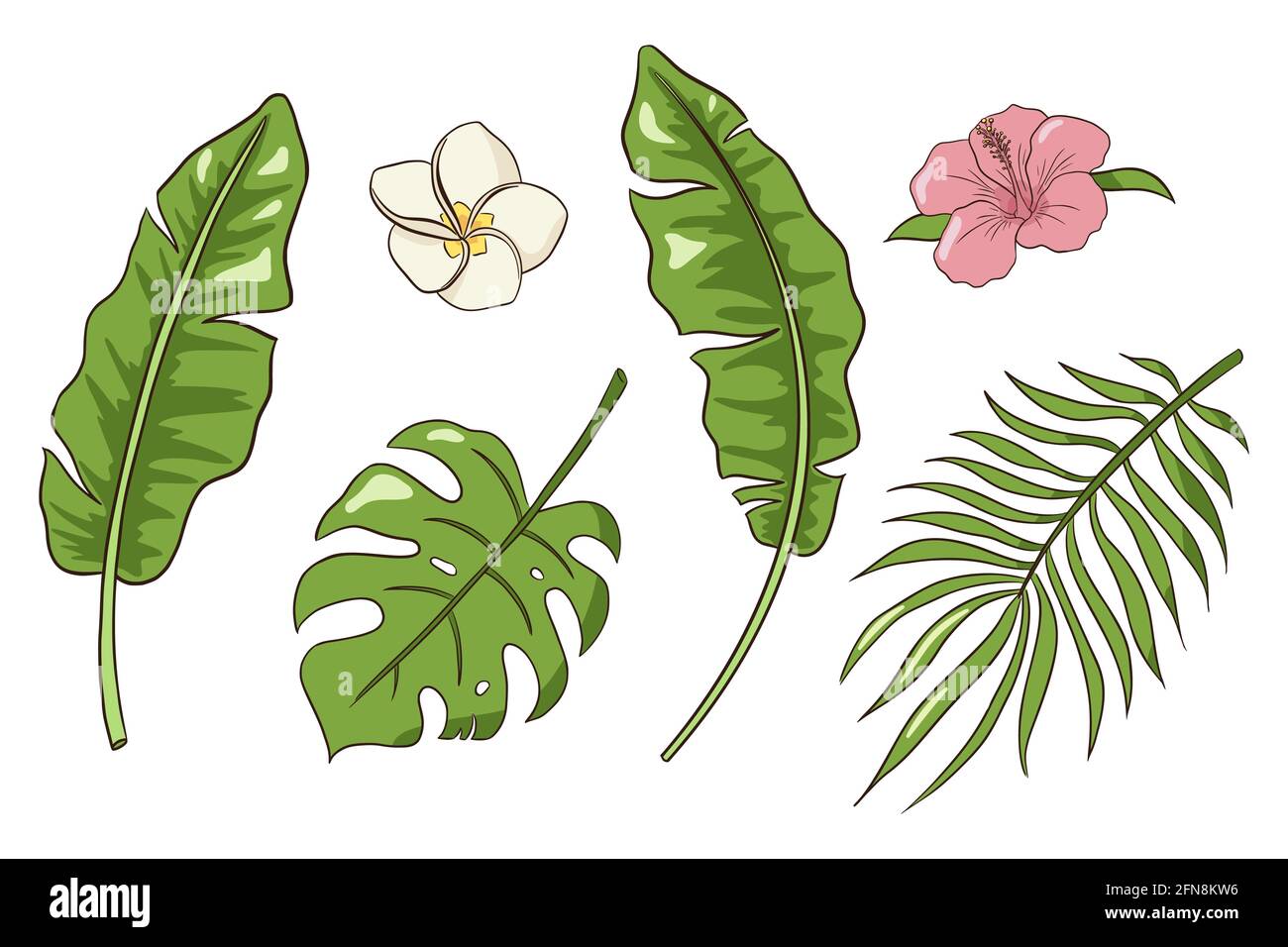 Monstera, foglie di palma e banana giungla, fiori di hibiscus e plumeria, verde esotico fogliame, natura botanica decorazione set. Elementi botanici per logo, cosmetici, spa, prodotti per la cura della bellezza Illustrazione Vettoriale