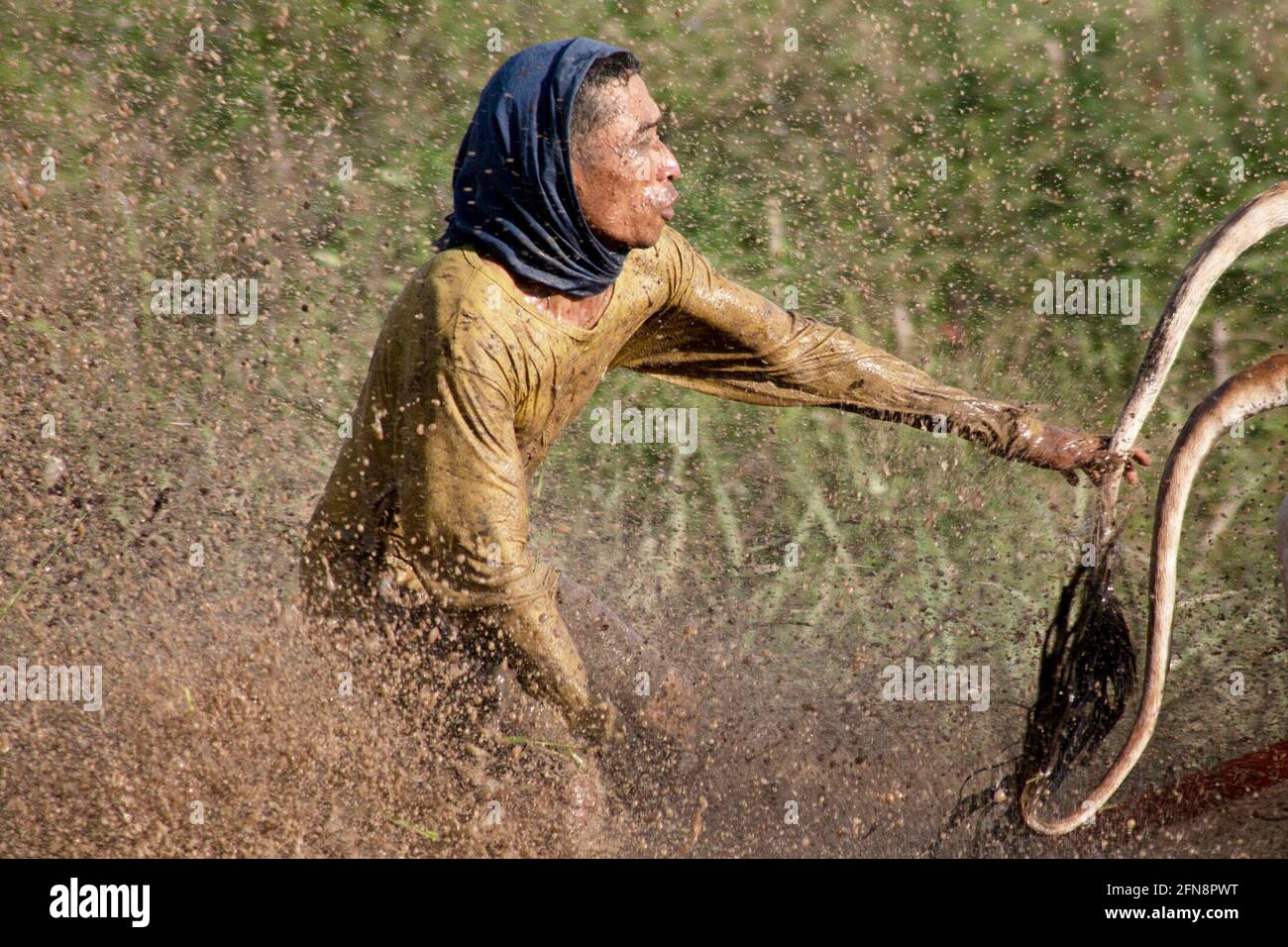 WEST SUMATRA, 15 maggio 2021 (Xinhua) -- UN fantino partecipa ad una tradizionale corsa di mucche Jawi in una sala da corsa a Tanah DATAR di West Sumatra, Indonesia, 15 maggio 2021. La sala Jawi si tiene ogni anno in risaie fangose per celebrare la fine della stagione della vendemmia. (Foto di Andri Mardiansyah/Xinhua) Foto Stock