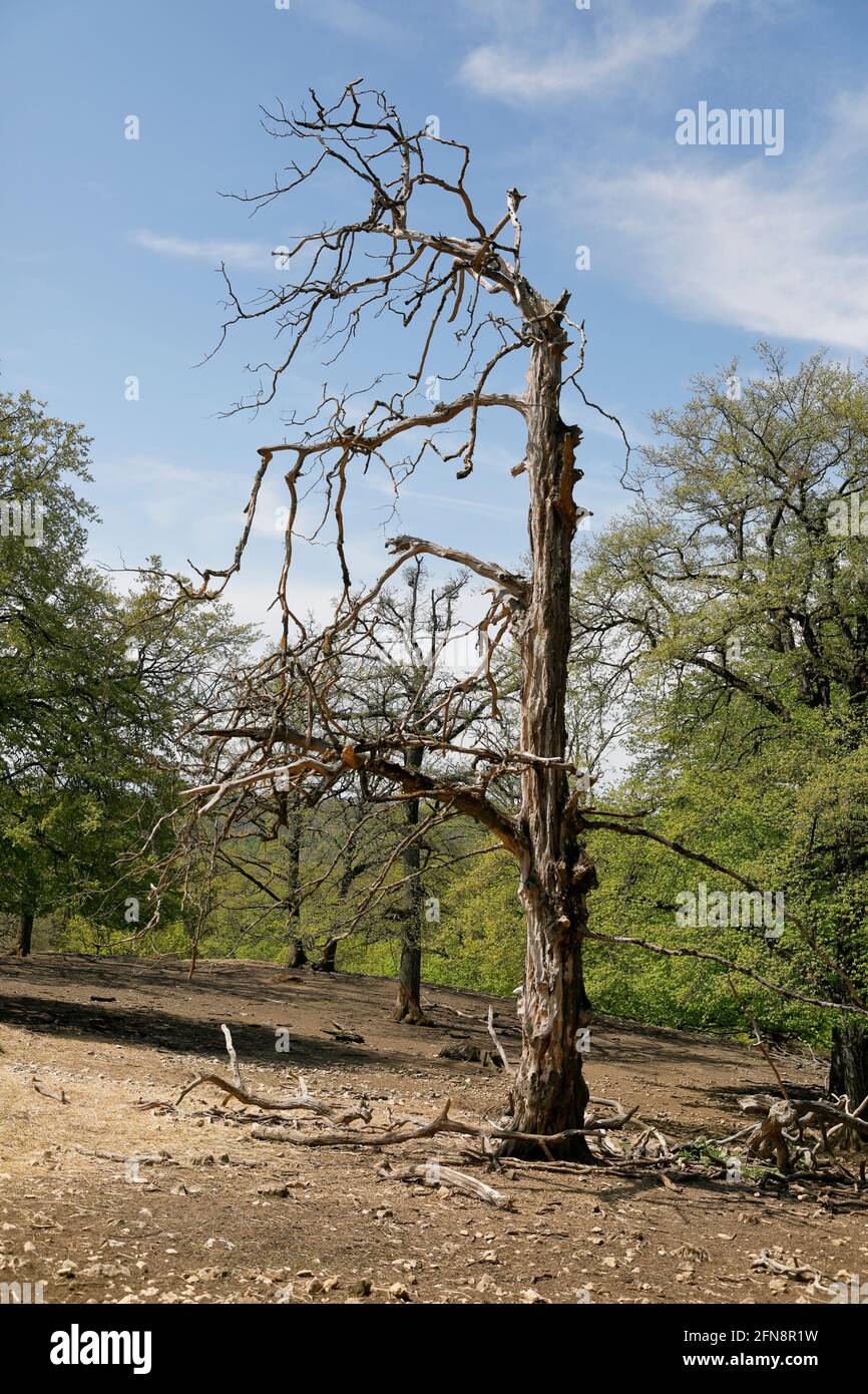 Un albero di quercia morto su una radura di foresta Foto Stock