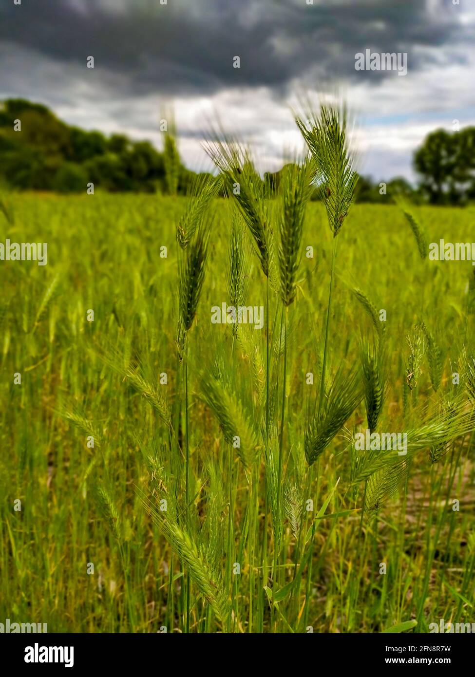 Minaccioso cielo tempestoso su un campo di grano verde Foto Stock