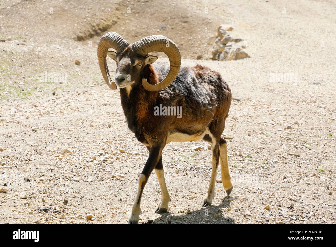 Ovis gmelini musimon, mufloni Foto Stock