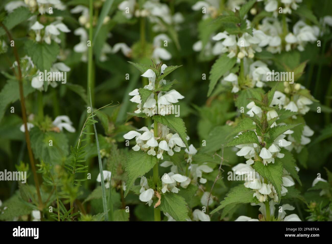 Diversi nettle morti bianche in un prato Foto Stock