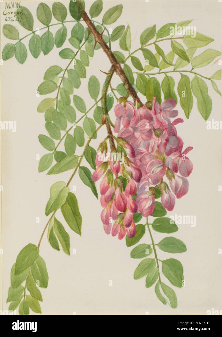 Nuova locusta messicana (Robinia neomexicana), 1938. Foto Stock