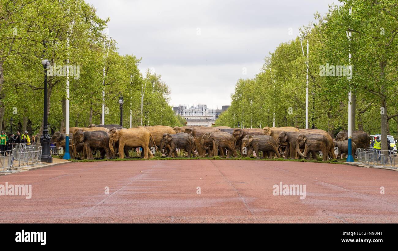 Mandria a grandezza naturale di elefanti asiatici fatti di bambù lungo il Mall come parte della campagna di coesistenza. Londra Foto Stock