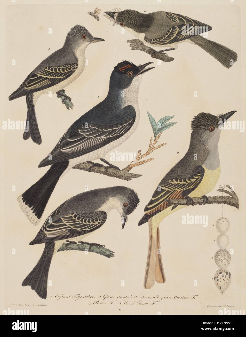 Cinque uccelli con le loro uova e un insetto, pubblicato il 1808/1814. [1. Flycatcher Tyrant, 2. Flycatcher grande crestato, 3. Flycatcher verde piccolo crestato 4. Flycatcher PE-we, 5. Legno PE-WE Flycatcher]. Foto Stock