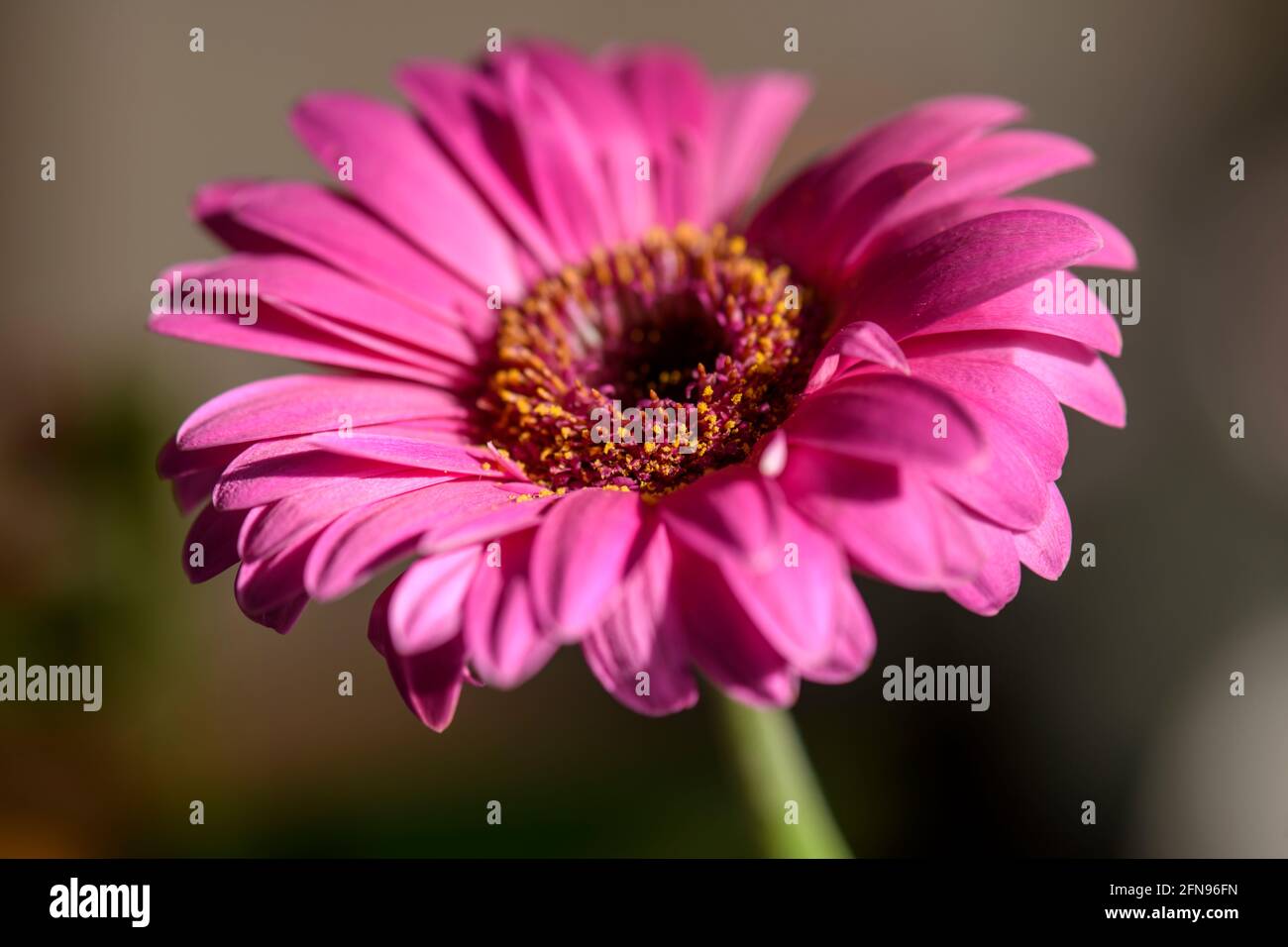 Una vista ravvicinata dei bellissimi fiori rosa di una gerbera su uno sfondo sfocato. Foto Stock