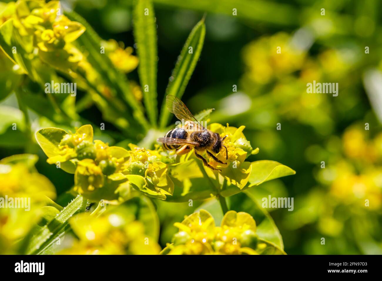 Un'ape di miele atterra su fiori di Euphorbia oblonata di colore giallo verdastro in fiore in un giardino in Surrey, nel sud-est dell'Inghilterra, dalla fine della primavera all'inizio dell'estate Foto Stock