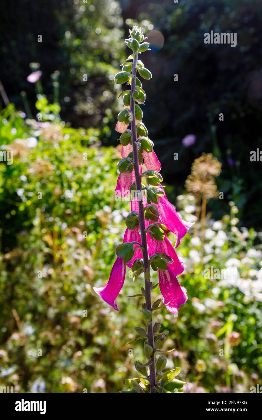 Erbaceo biennale comune Foxguanto (Digitalis purea) che cresce e fiorisce in un giardino in Surrey, nel sud-est dell'Inghilterra Foto Stock