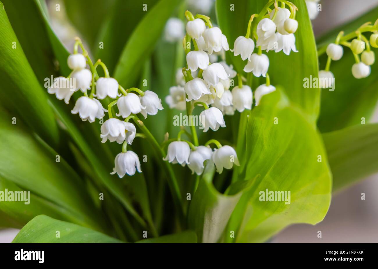 Una disposizione floreale di delicato, fragrante giglio a forma di campana della valle (Convallaria majalis) in primavera da un giardino a Surrey, Inghilterra sud-orientale Foto Stock