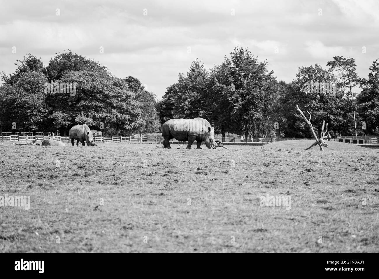 Rinoceronte nel grande zoo in stile Savannah Foto Stock