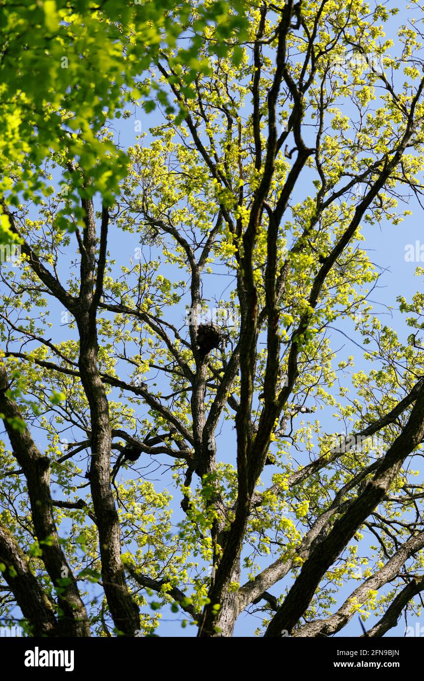 Rami di quercia scuro e forte in una foresta decidua in Bassa Austria Foto Stock