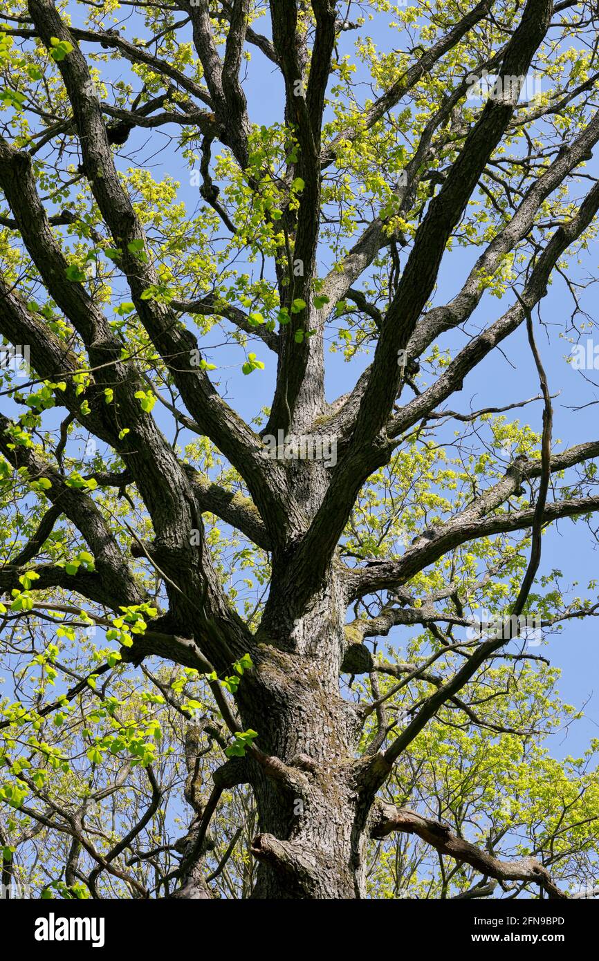 Rami di quercia scuro e forte in una foresta decidua in Bassa Austria Foto Stock