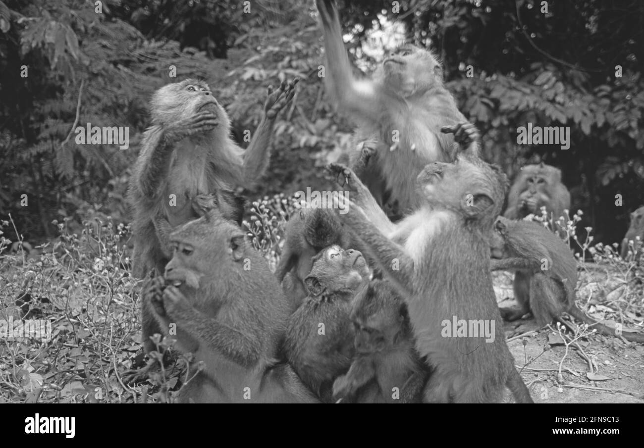 Malesia/Borneo: Scimmie Makkake a Sarawak vicino al lago Batang ai Foto Stock