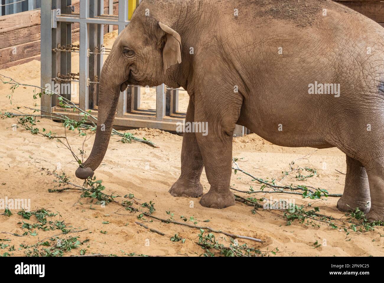 Elefante africano nel suo recinto Foto Stock