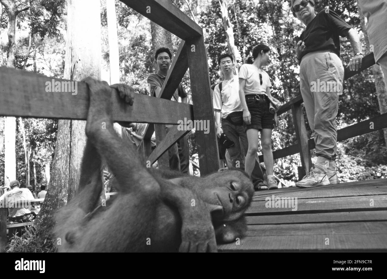 Malysia/Borneo: Un giovane utan orang handicappato alla stazione di reha a Sepilok, Sarawak Foto Stock