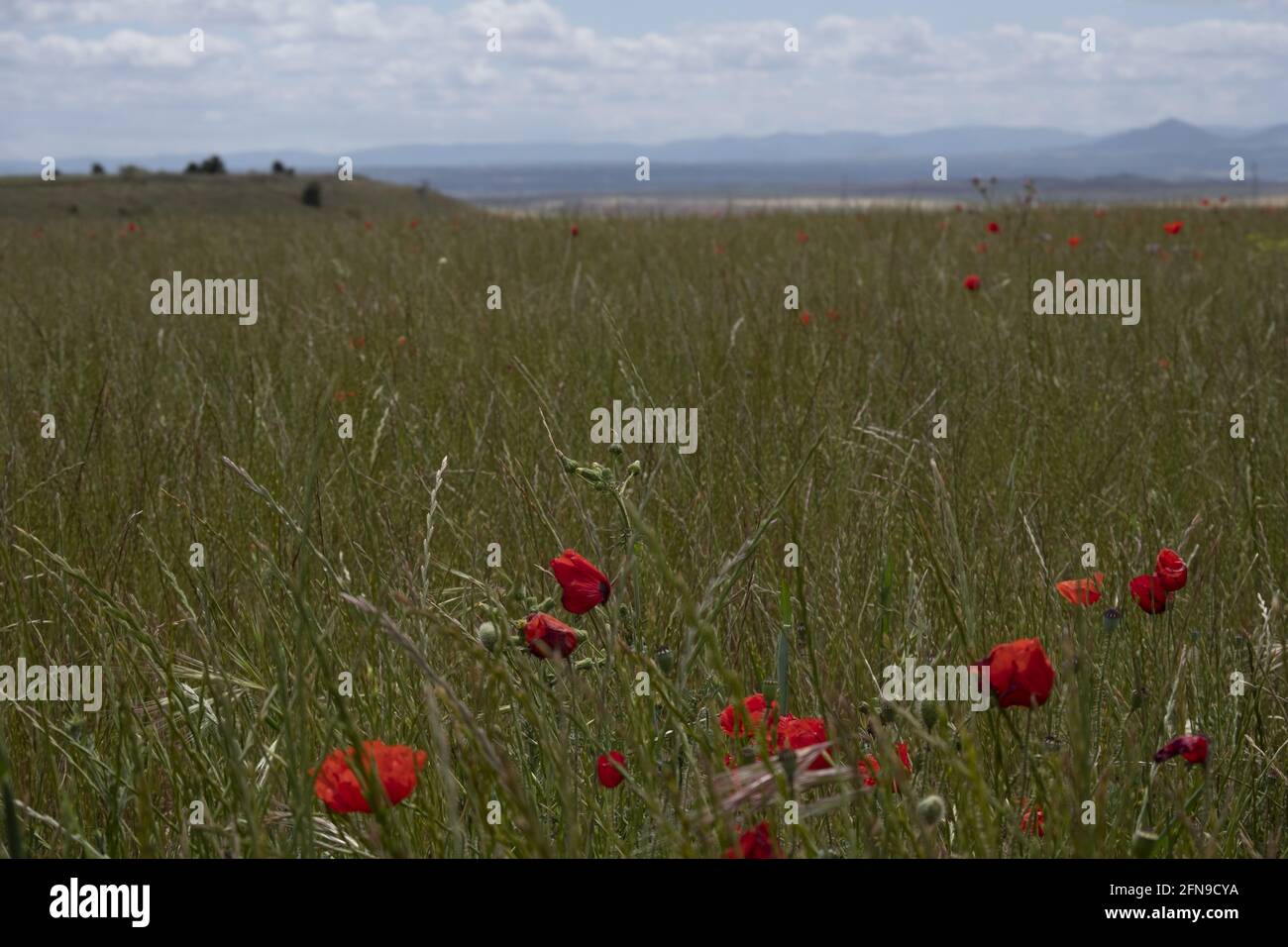 Tulipani selvatici rossi che crescono in un campo Foto Stock