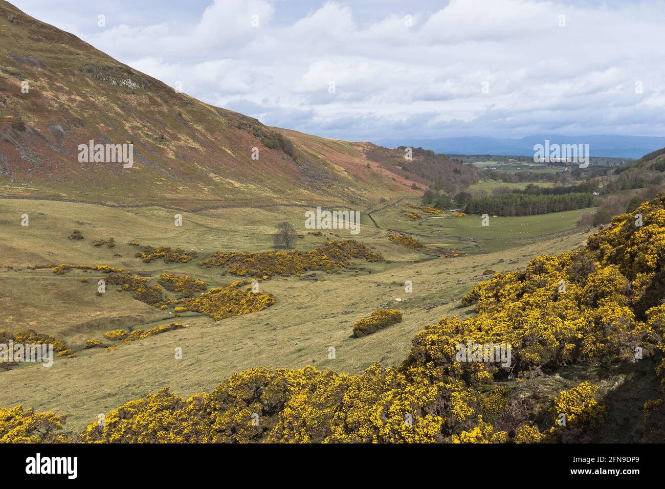 dh GLEN AQUILE PERTHSHIRE Glens scozzese tenuta campagna giallo valle gorse selvaggia Scozia paese scena primavera Foto Stock