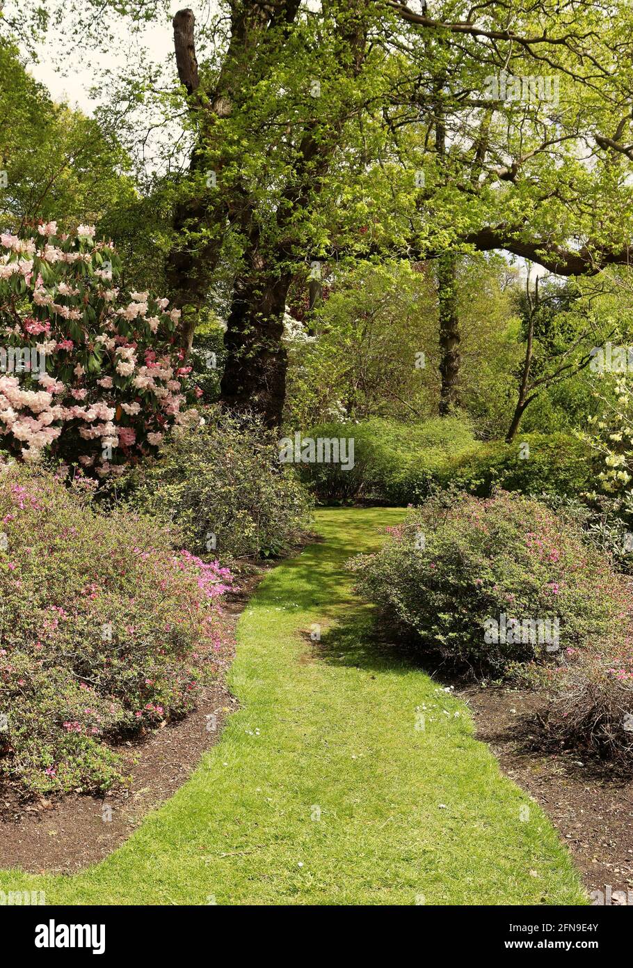 Primavera in un giardino paesaggistico inglese con percorso erboso tra Rododendri in fiore e Azalee Foto Stock