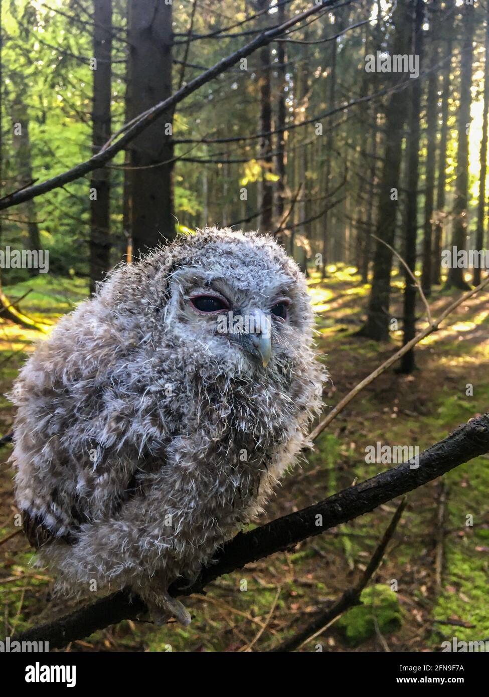 Gufo giovane e brulicante nella foresta Foto Stock