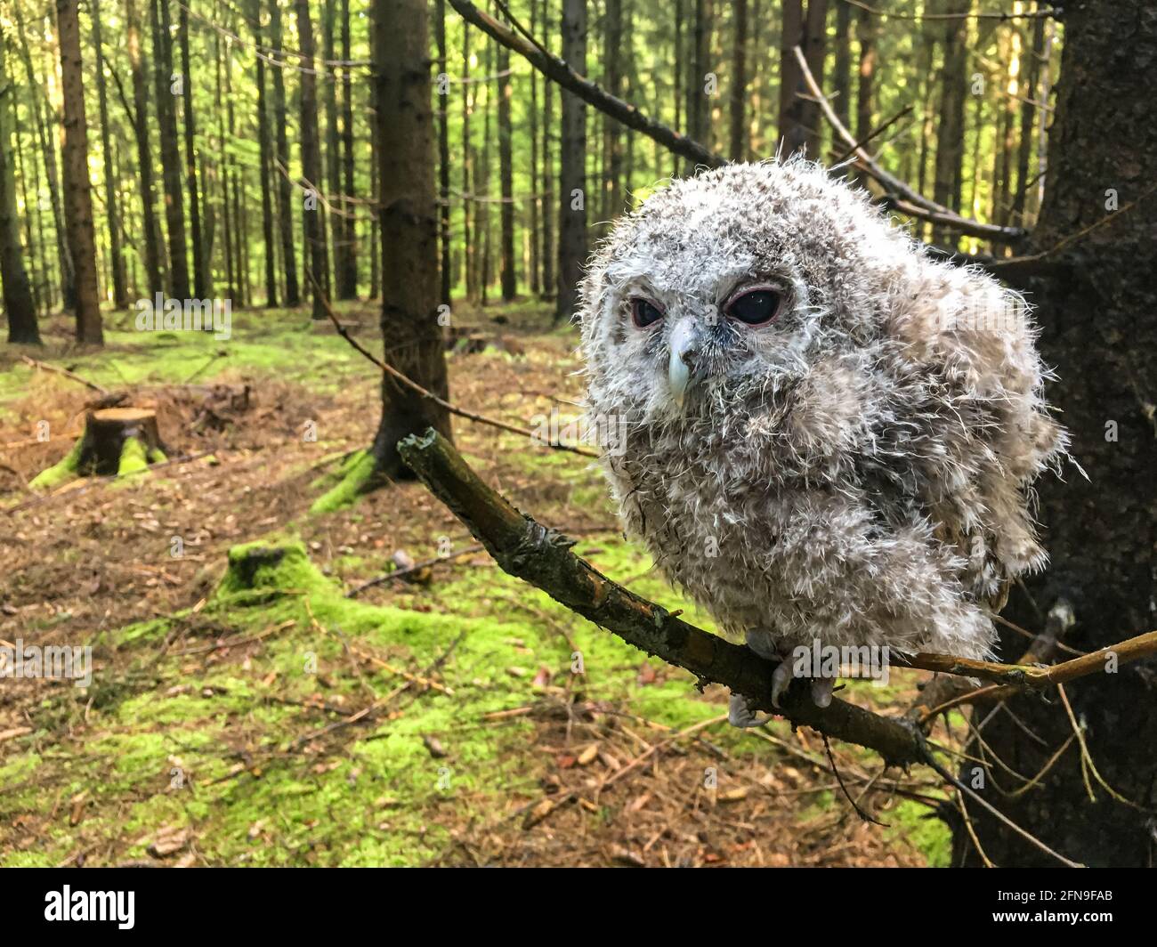 gufo giovane seduto su un ramo nella foresta Foto Stock