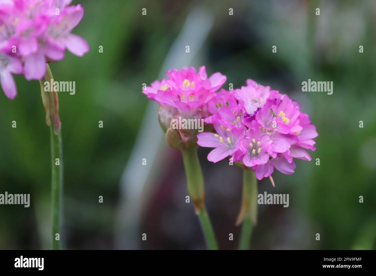 Closeup di fiori rosa di armeria seathrift in primavera Foto Stock