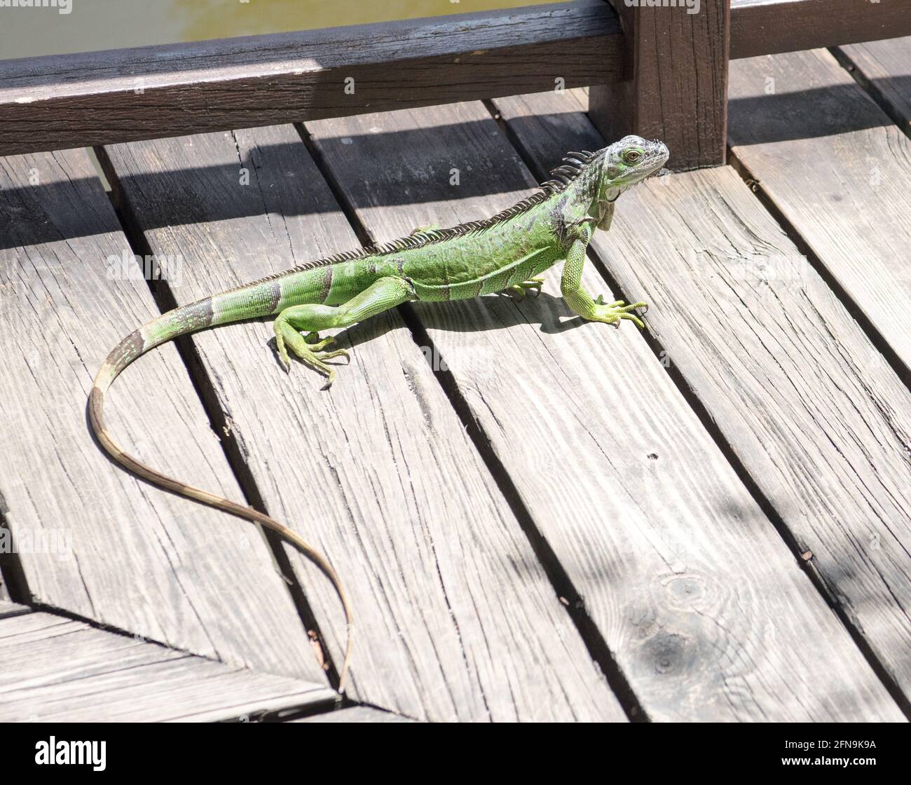 Lucertola verde Foto Stock