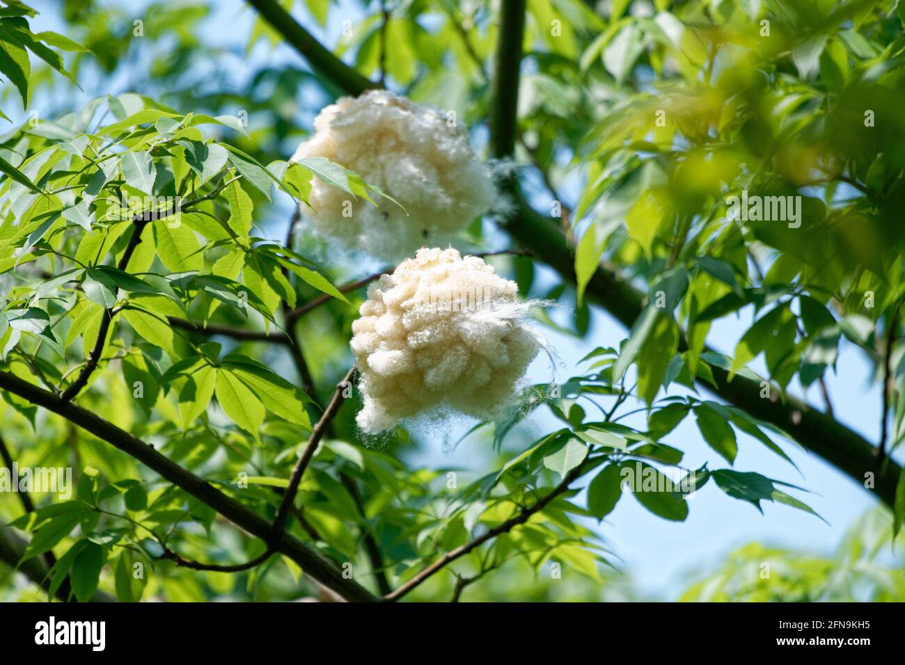 la flora e la fauna di cotone, la natura di giorno nel parco Foto Stock