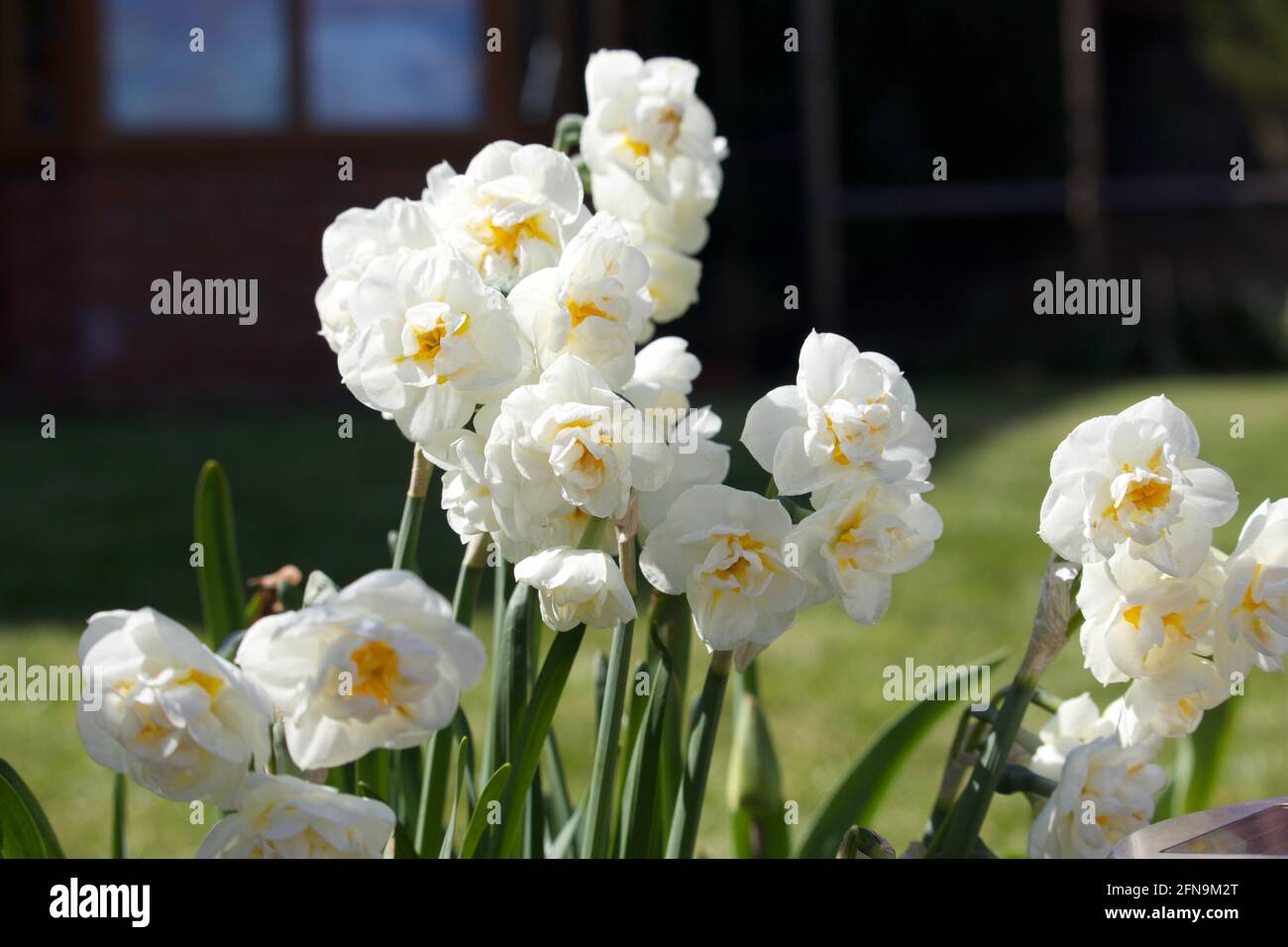 Daffodil Corona nuziale al sole Foto Stock