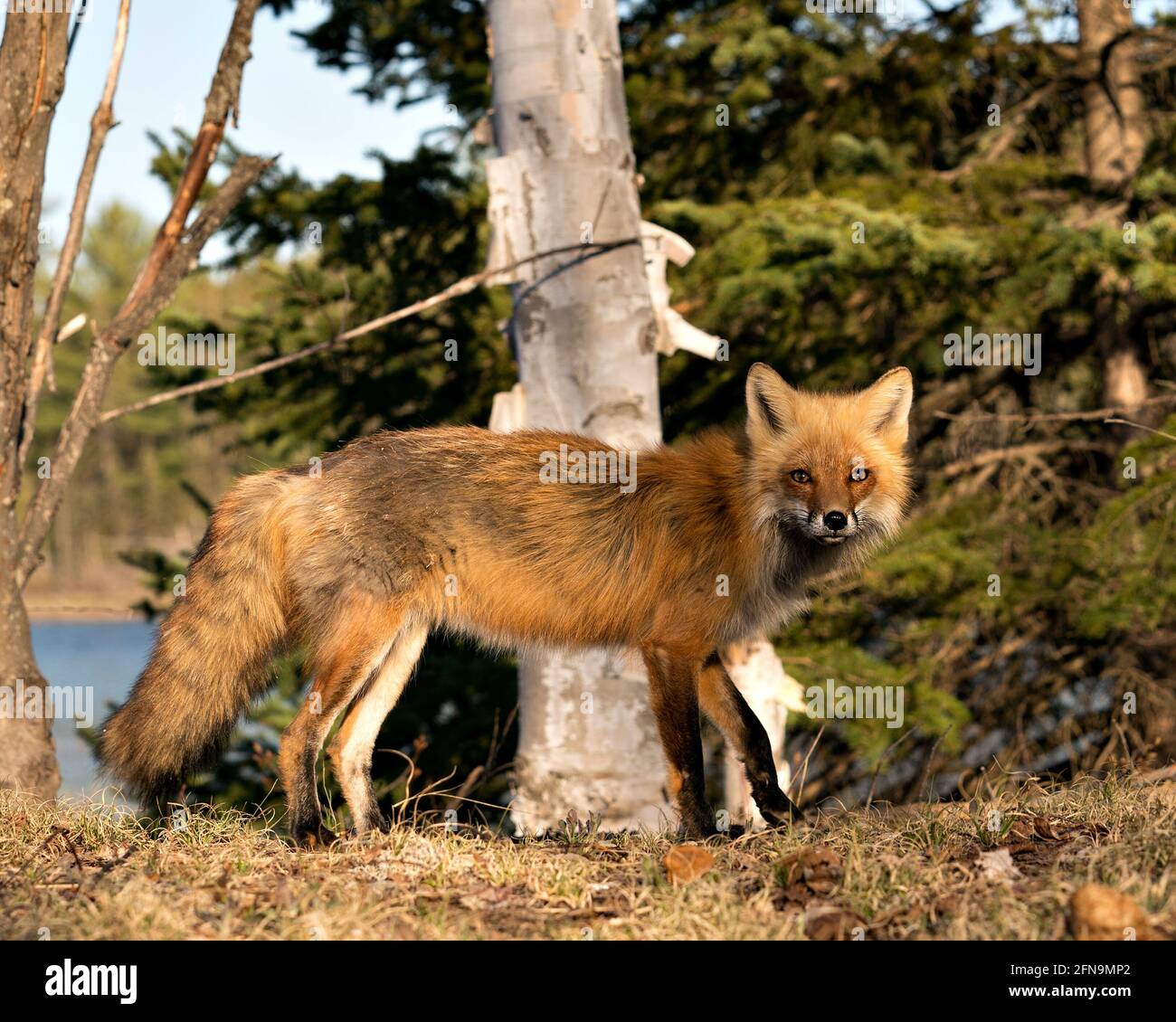 Red Fox primo piano profilo vista laterale con acqua e sfondo della foresta in primavera nel suo ambiente e habitat. Immagine FOX. Immagine. Verticale. Foto Stock