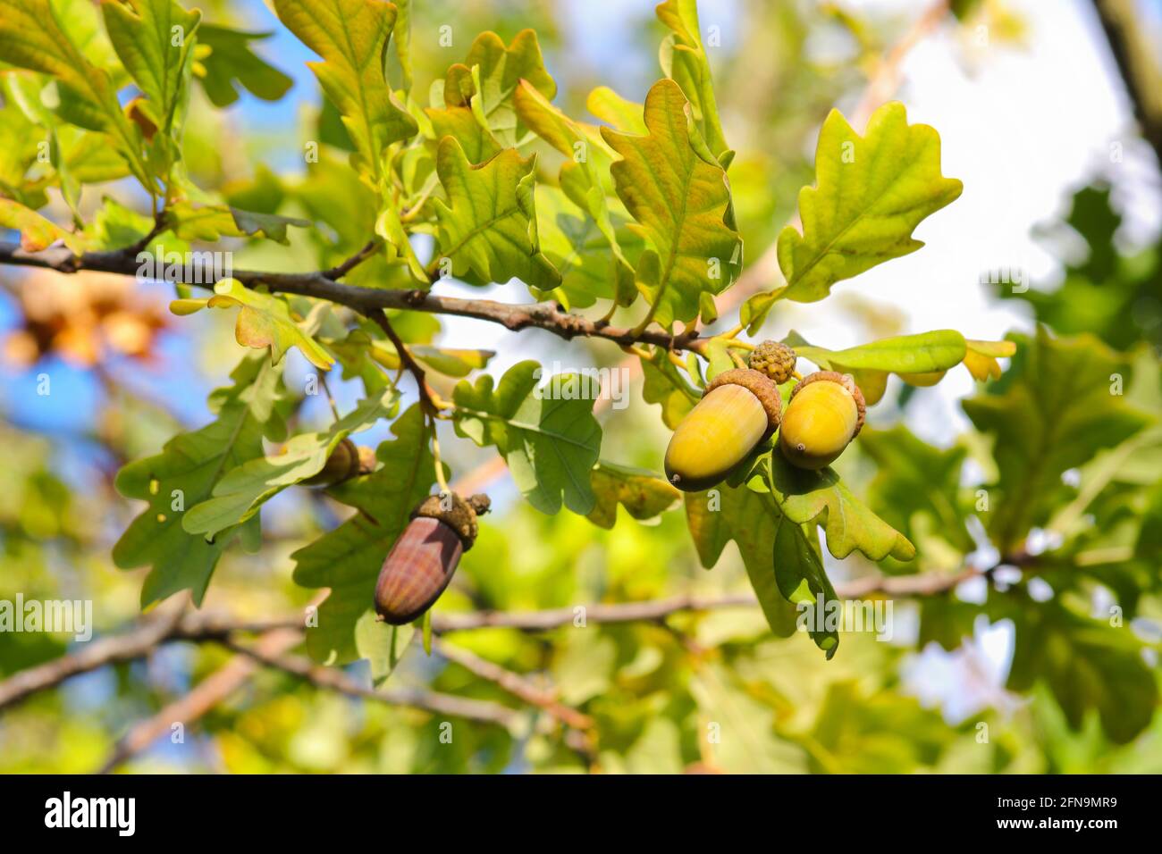 Acne autunnali su un albero di quercia peduncolato (Quercus robur) Foto Stock