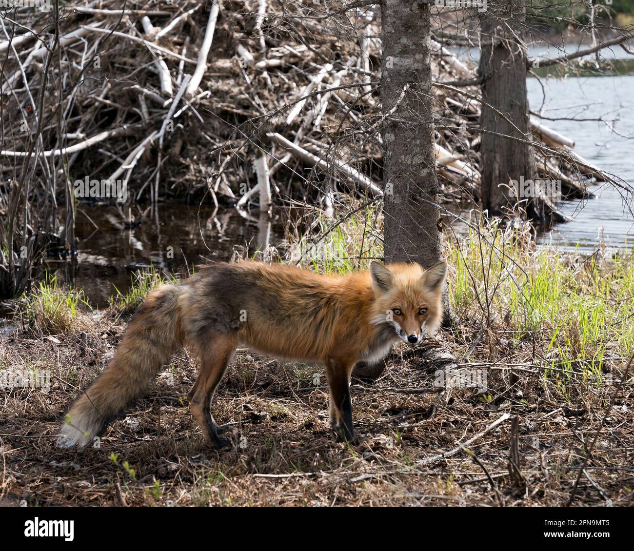 Volpe rossa da un rifugio castoro con acqua e sfondo casa castoro nel suo habitat e ambiente. Immagine FOX. Immagine. Verticale. Foto. Foto Stock