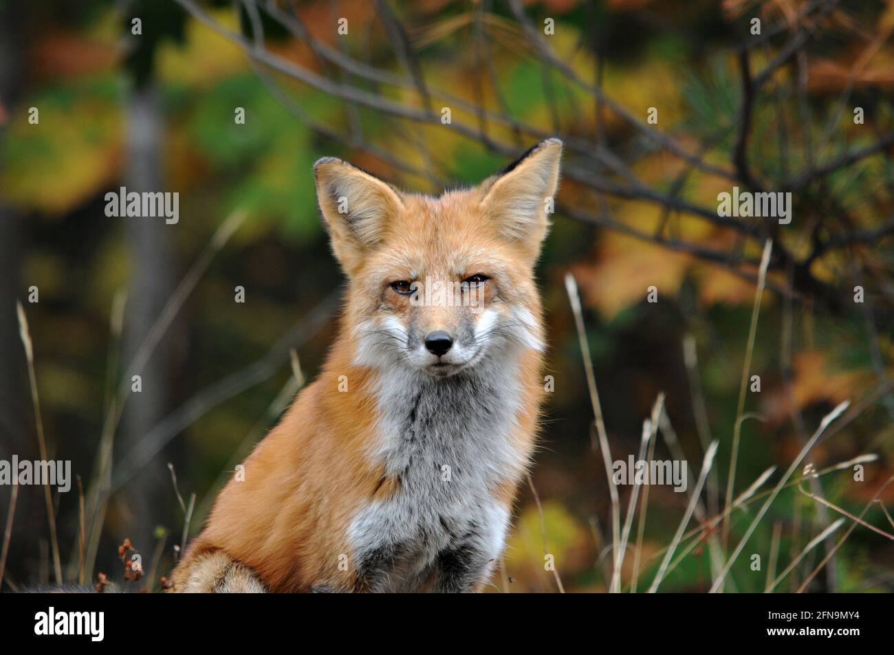 Vista ravvicinata del profilo della testa della volpe rossa con un aspetto triste e uno sfondo sfocato nel suo ambiente e habitat. Immagine FOX. Immagine. Verticale. Fox St Foto Stock