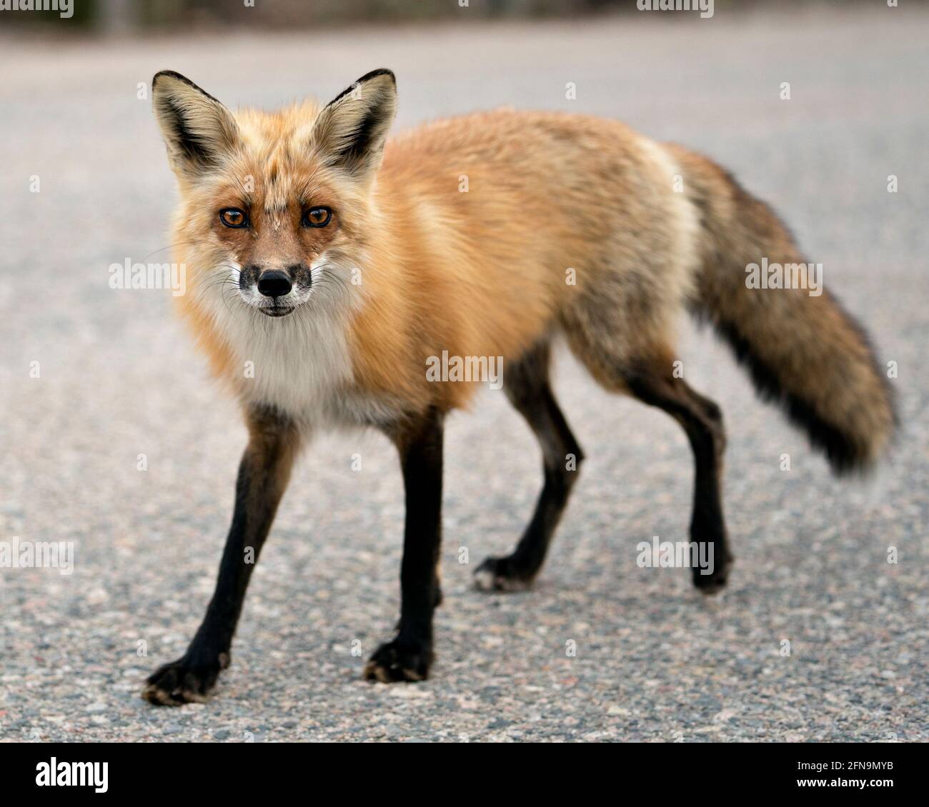 Vista ravvicinata del profilo Red Fox guardando la fotocamera nella stagione primaverile con sfondo sfocato nel suo ambiente e habitat. Immagine FOX. Immagine. Verticale Foto Stock