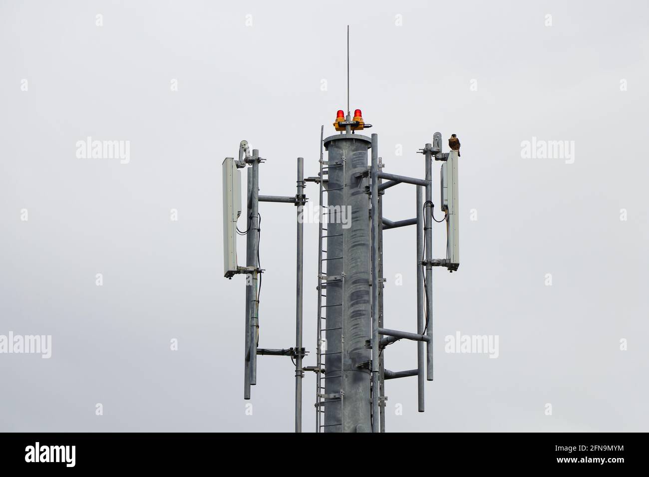 Torre relè di rete con Falcone di Eleonora (Falco eleonorae) Foto Stock
