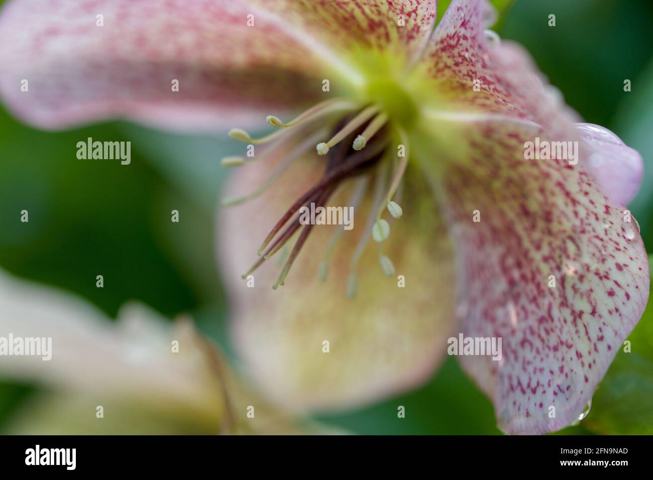 Un primo piano di un Hellebore annaffiato. Foto Stock