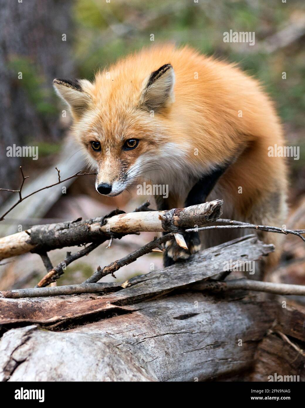 Vista del profilo in primo piano della testa di Red Fox con sfondo sfocato nel suo ambiente e habitat. Immagine. Verticale. Foto. Immagine FOX. Foto Stock