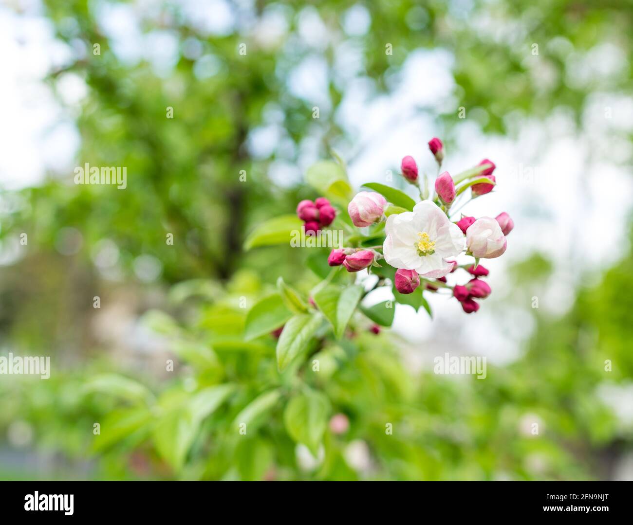 fiori di melo, stagione primaverile, giardino botanico, fiori bianchi e rosa su un albero Foto Stock