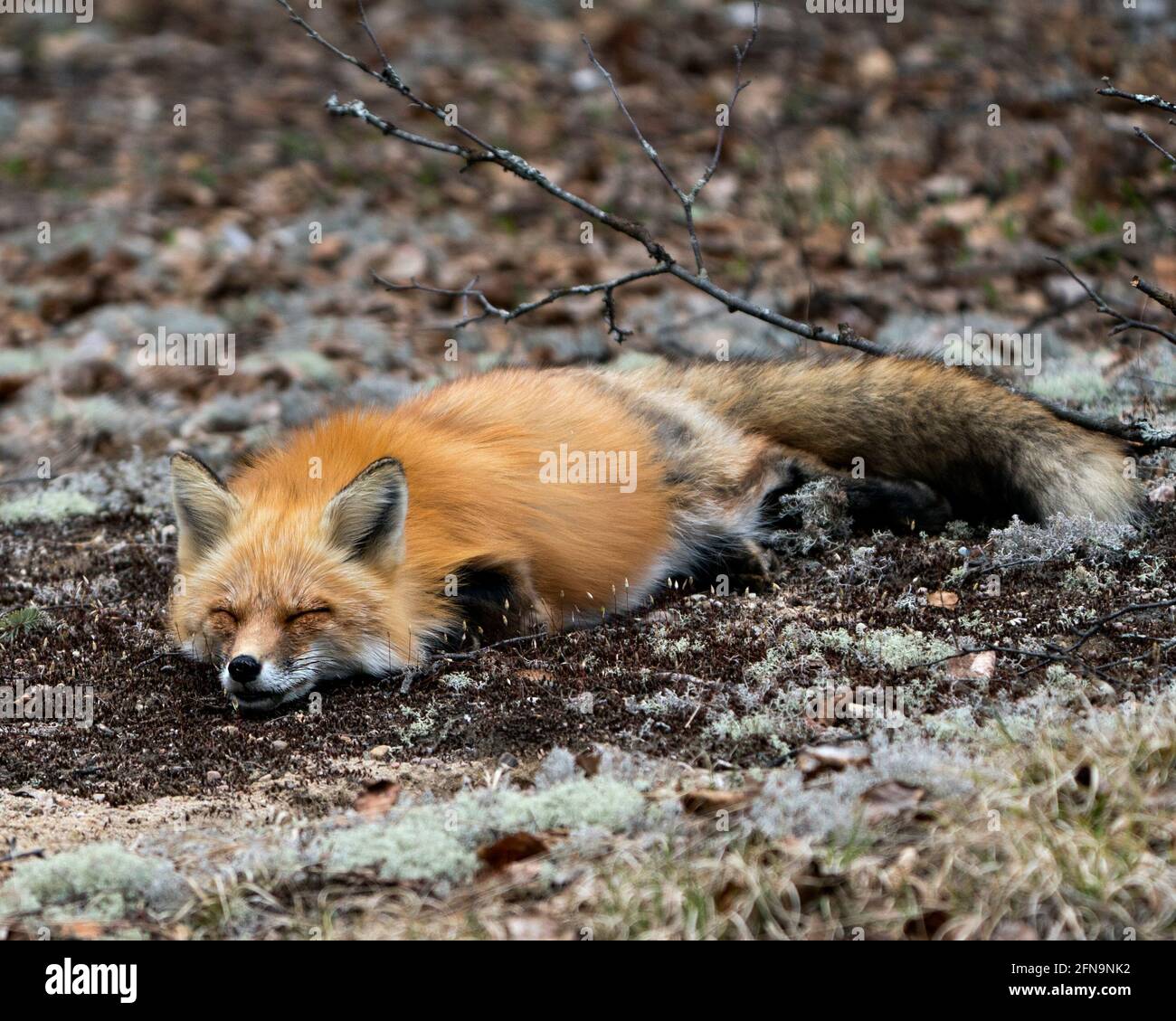 Volpe rossa che dorme su un terreno di muschio bianco nel suo ambiente e habitat con uno sfondo sfocato. Immagine FOX. Immagine. Verticale. Foto. Foto Stock