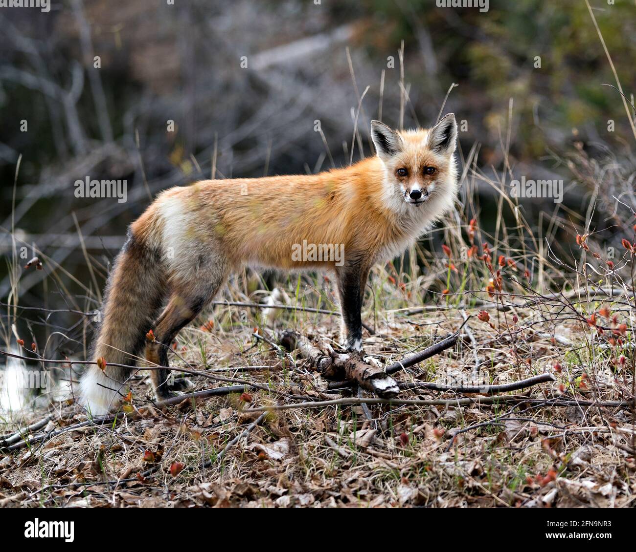 Red Fox primo piano profilo vista laterale nella stagione primaverile con sfondo sfocato e godendo il suo ambiente e habitat. Immagine FOX. Immagine. Verticale. Foto Stock